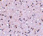 TMP21 Antibody